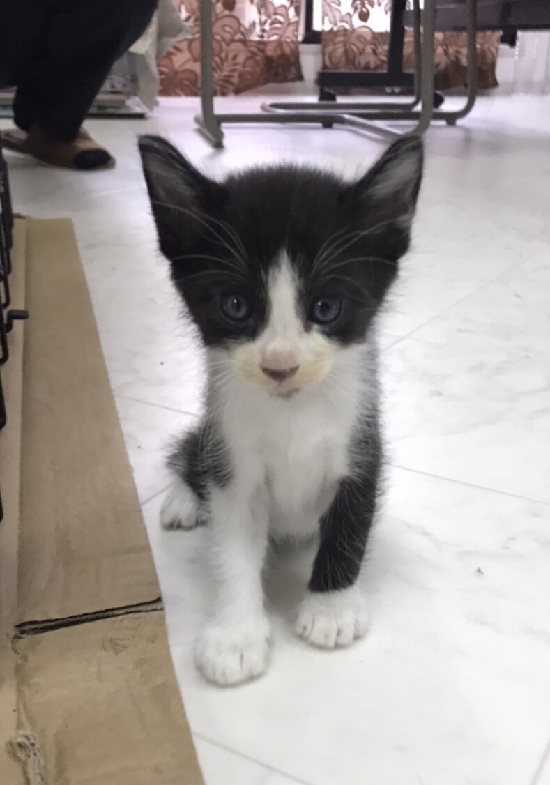 8 13生まれのジャパニ 京都府 猫の里親募集 ペットのおうち 月間利用者150万人