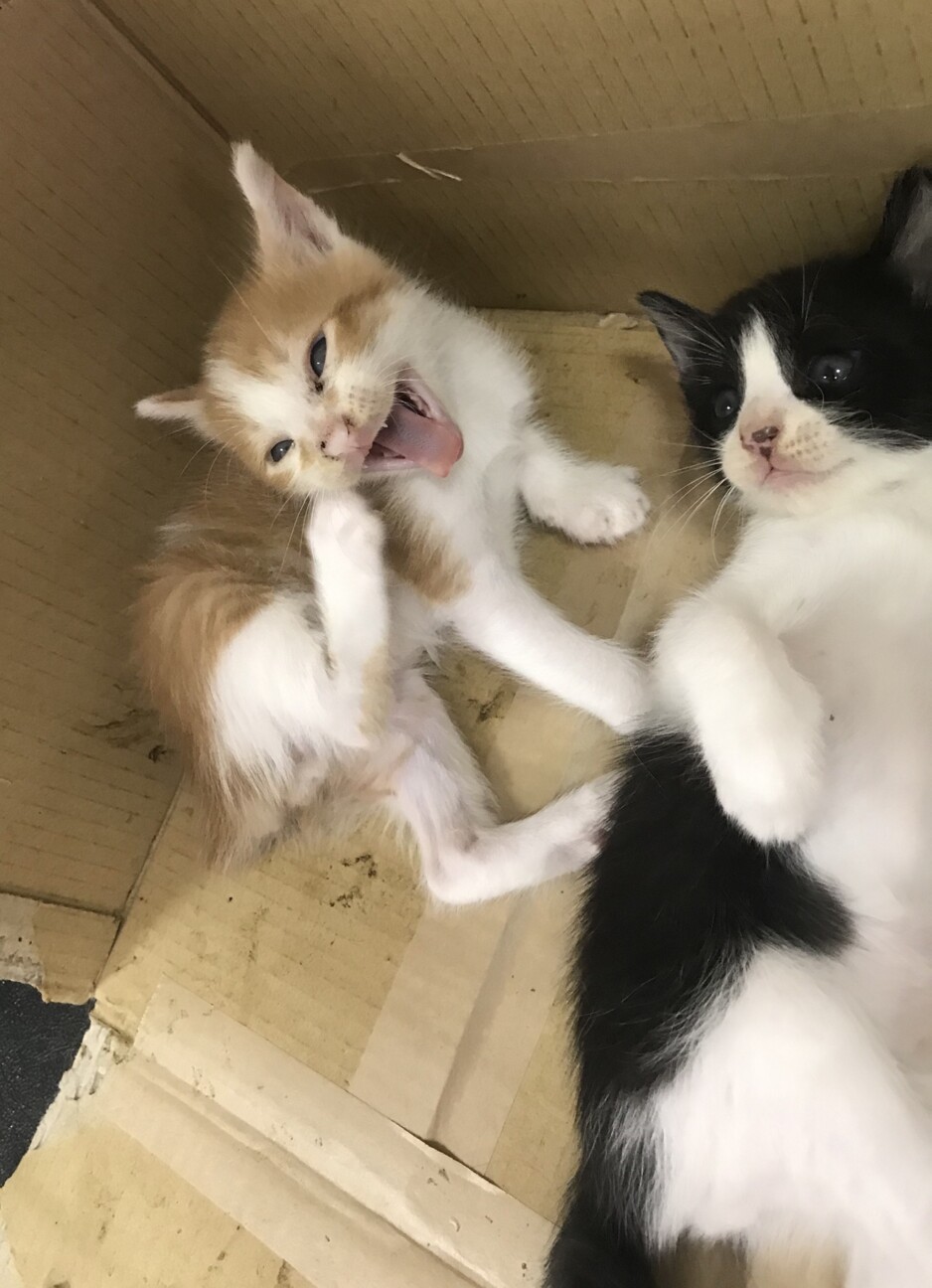 8 13生まれのジャパニ 京都府 猫の里親募集 ペットのおうち 月間利用者150万人