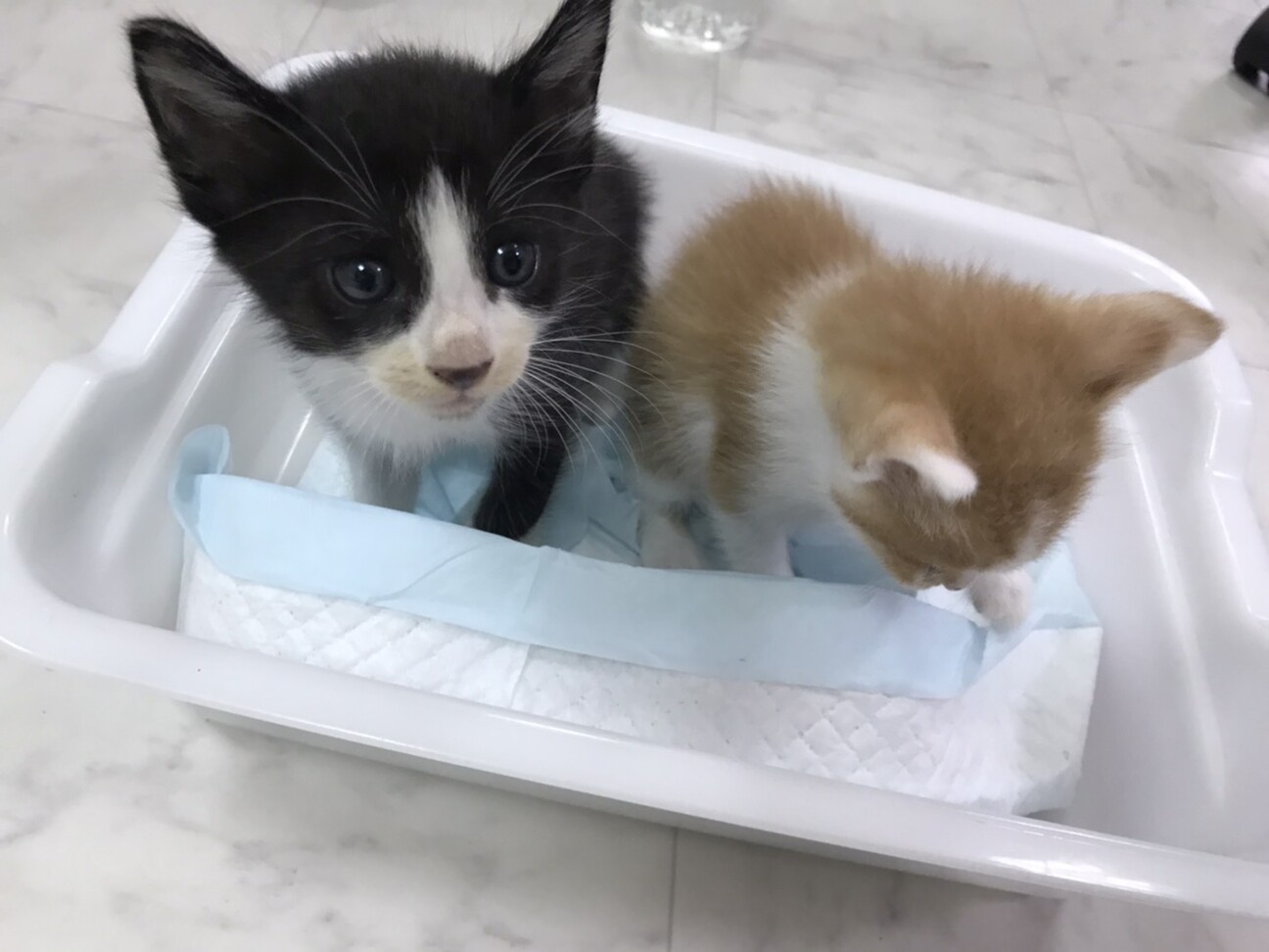 8 13生まれのジャパニ 京都府 猫の里親募集 ペットのおうち 月間利用者150万人