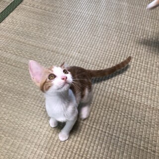 茶白の女の子（募集一時停止）