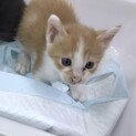 ボブちゃんのシッポは、うさぎのシッポ