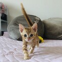 アメショ風茶トラ子猫