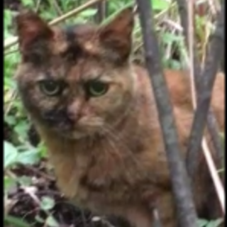横浜　避妊済サビ猫　マルちゃん