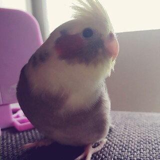 人懐っこいオカメインコ