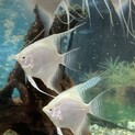 ホワイトエンジェル貰って下さい。