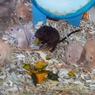 スナネズミ里親さん　いったん募集停止します。