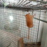 スナネズミ里親さん　いったん募集停止します。 サムネイル4