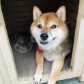 可愛い柴です、女の子。