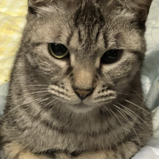 甘えん坊なはっぴーちゃん