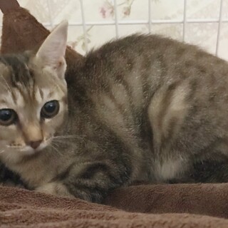 里親決定しました