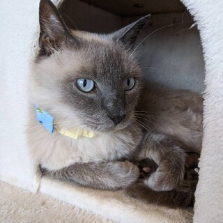 おとなスリスリ「みち」くん10歳♪