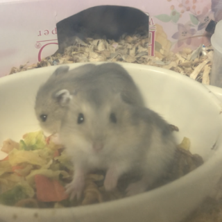 ジャンガリアンハムスターの赤ちゃん