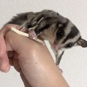 フクロモモンガ メス2匹 オス1匹