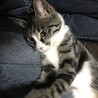 猫のオオタニ
