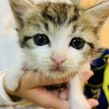 可愛い子猫　生後約1カ月