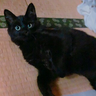 黒猫の男の子(4〜5ヶ月)　大人しくて人懐っこい子