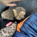 無事に里親さんが見つかりました