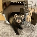 フェレット1匹
