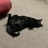 さかあずき