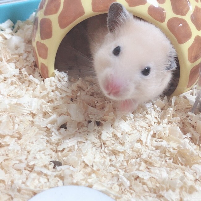  yutaのカバー写真