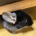 チンチラ♂ブラック【停止中】
