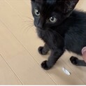 ⭐️人懐こい黒猫2ヶ月女の子⭐️子猫