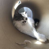 はんぺん