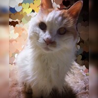 シエル