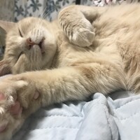 吾郎