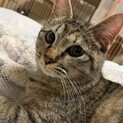 ！急募！1歳5ヶ月の雌