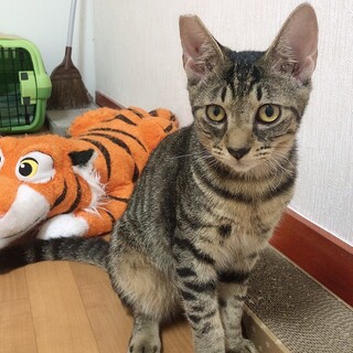現時点で白血病陽性だけど超甘えん坊な子猫ロイ君