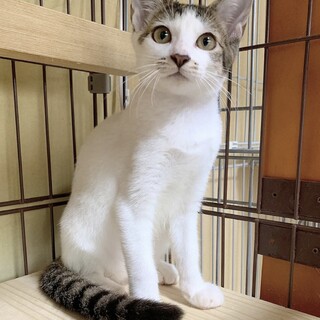 4ヶ月齢デコちゃん人慣れ抜群の超いい子 初心者歓迎