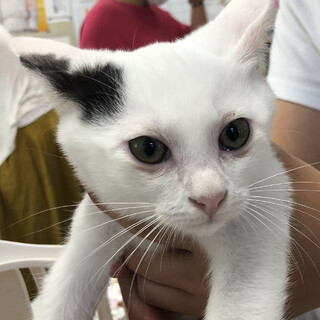 性格良し！イケニャンです。白多め黒男子アロー