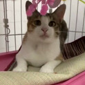 1歳美人ミケ猫