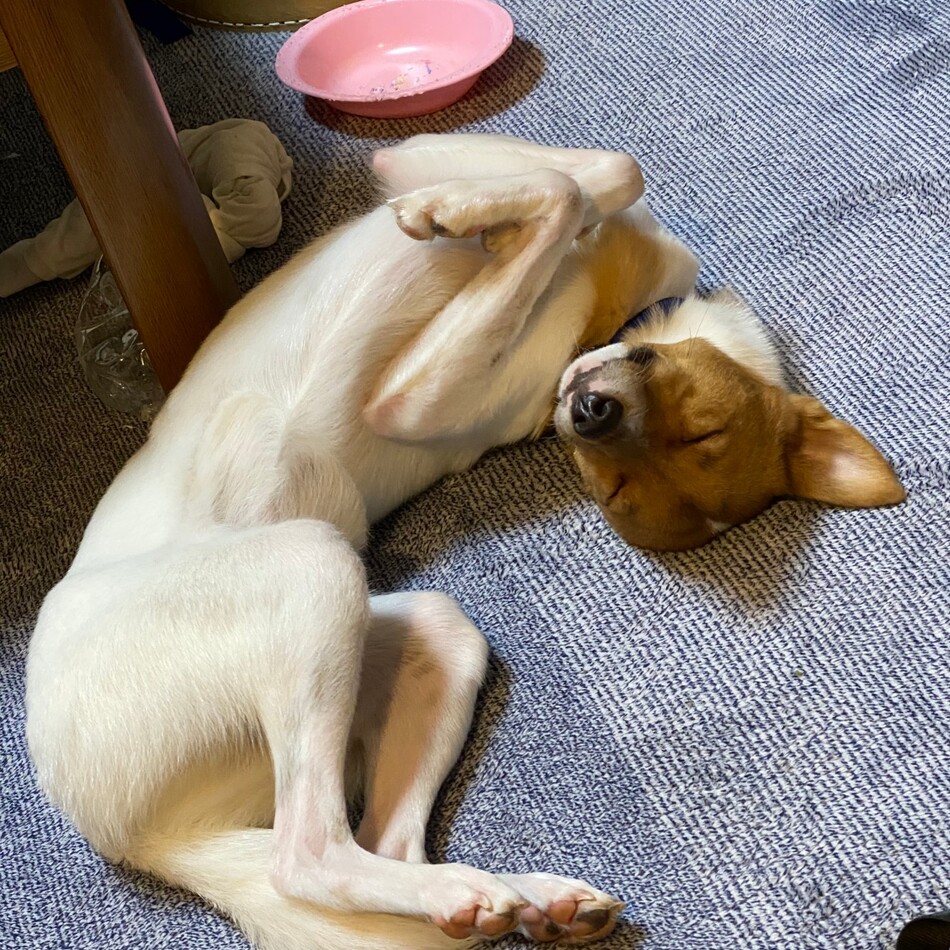 ハクのカバー写真