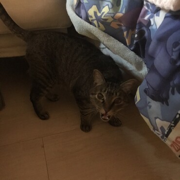 ゾロが警戒してた頃