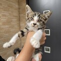 甘えん坊の迷い猫です
