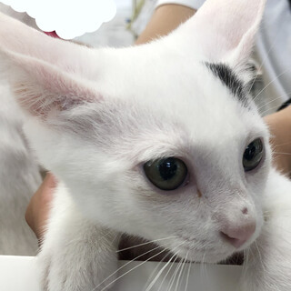 募集停止　人懐っこい白系男子★パッチ