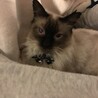 ロアに会いたいなぁ