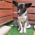 甘えん坊な子犬くん