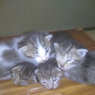 8月27日に生まれました。元気な子猫です