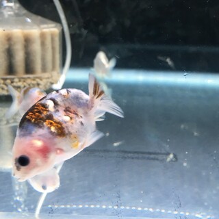 らんちゅう系当歳