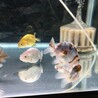 らんちゅう系当歳 サムネイル2