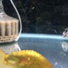 らんちゅう系当歳 サムネイル3