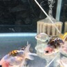 らんちゅう系当歳 サムネイル6