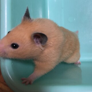 キンクマ ハムスター 3ヶ月 ♀の里親募集