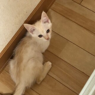 ありがとうございました★白茶模様の美猫ちゃん