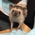 ハリネズミ　ノーマル　♀ 1歳4ヶ月