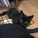 黒猫の子猫、人懐こく寂しがり屋です