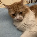 メインクーン8歳オス　上級者さん